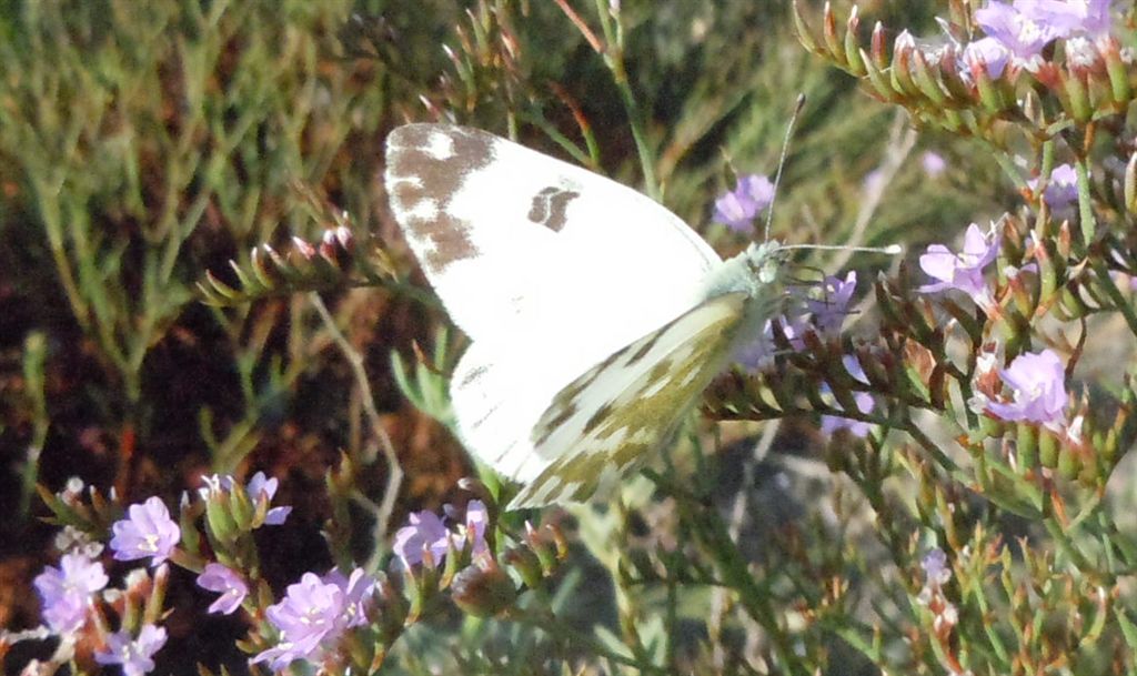 Pontia edusa